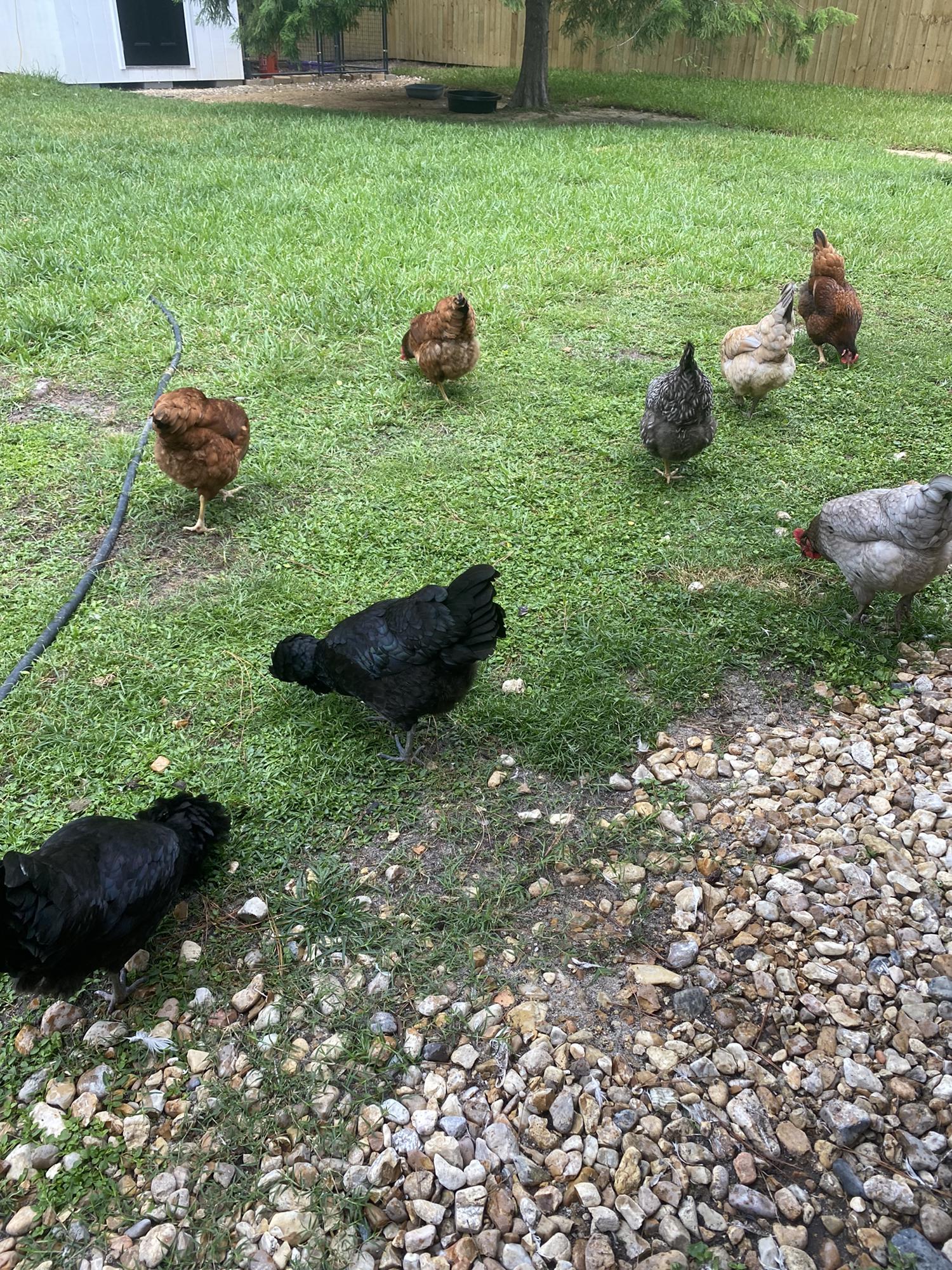 Backyard Security
#Featherbabies