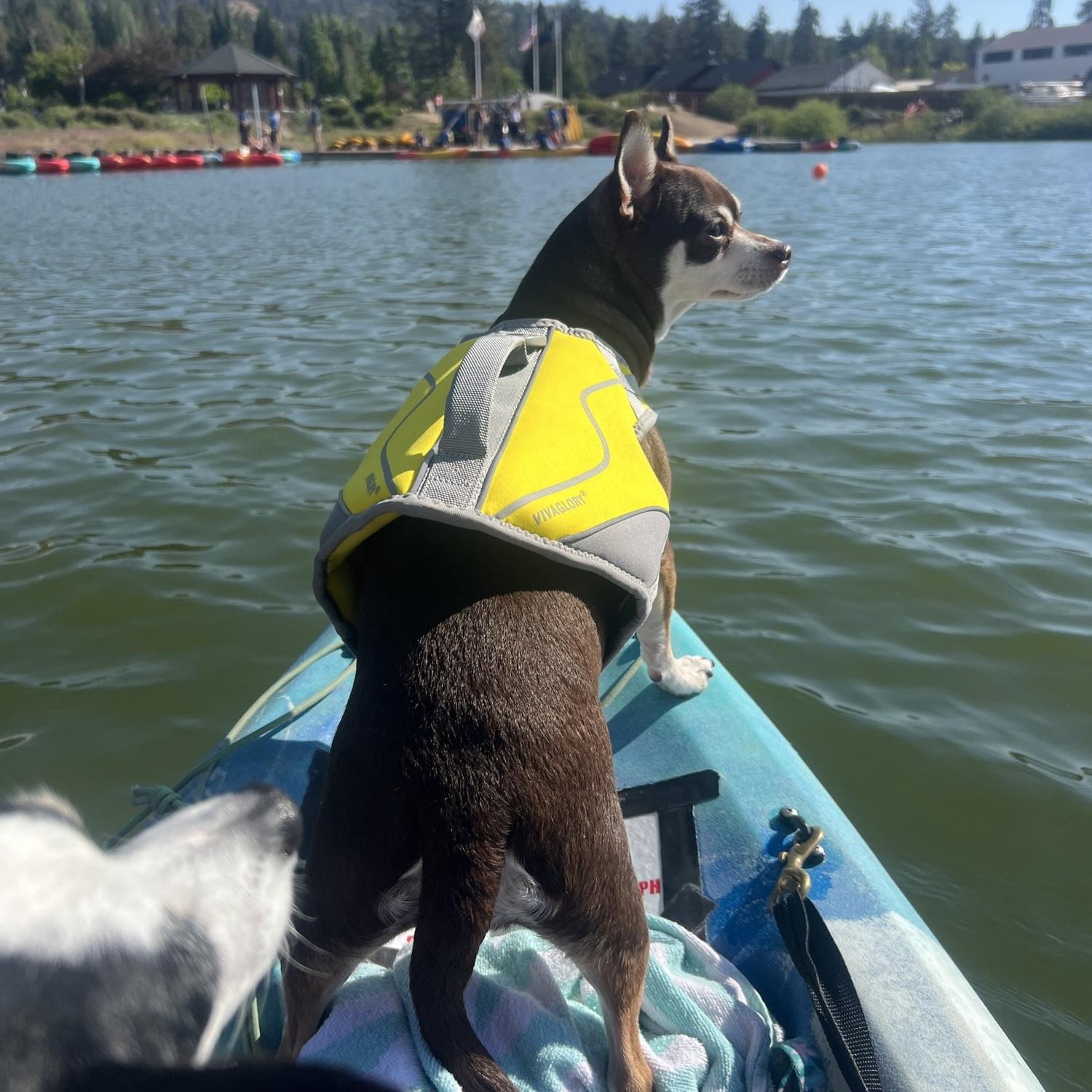 Don't be fooled by this photo.  She was not brave.  She hated it.