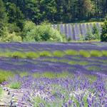 Pelindaba Lavender Friday Harbor