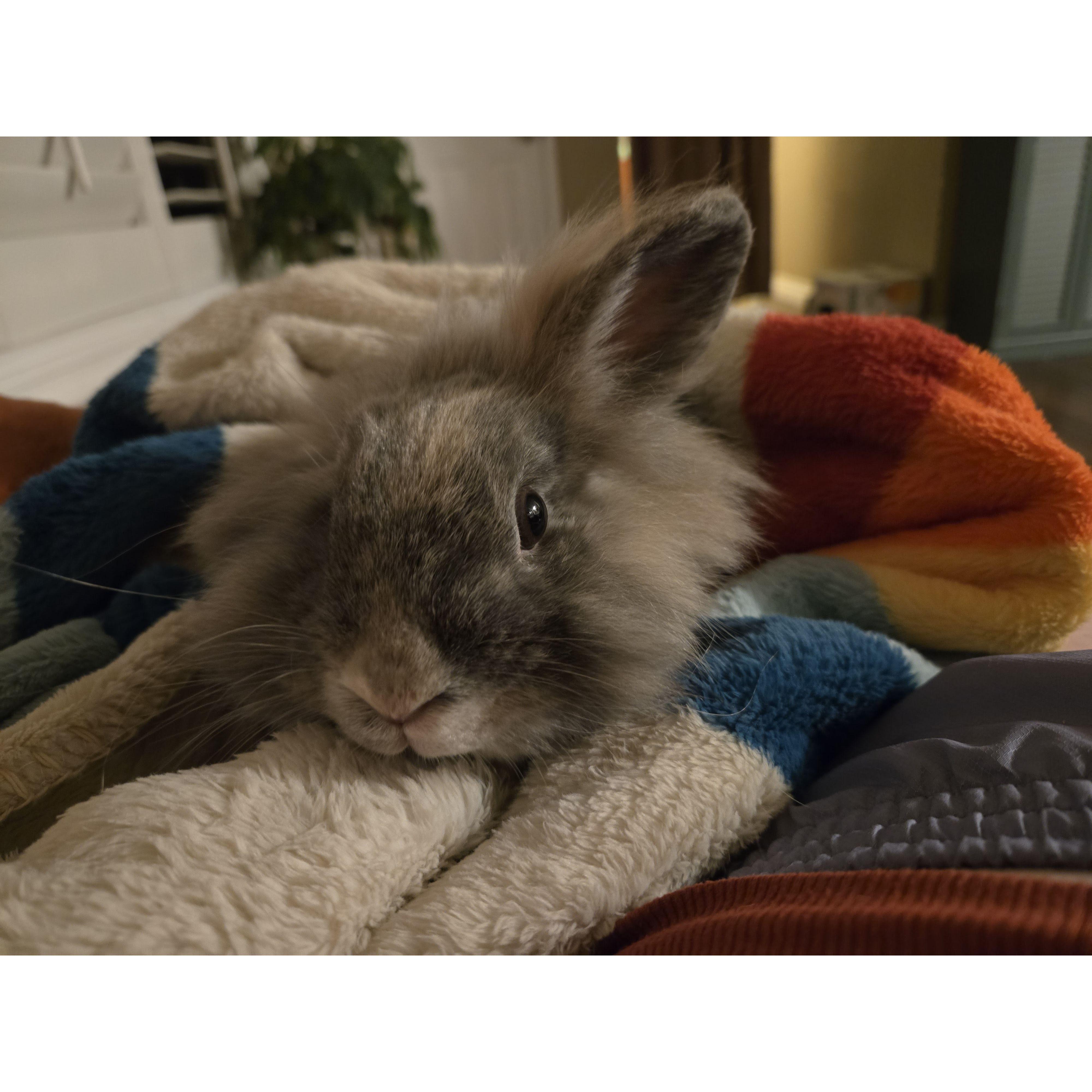 Here's a photo of Wisp, another one of our bunnies! We love our three little menaces.