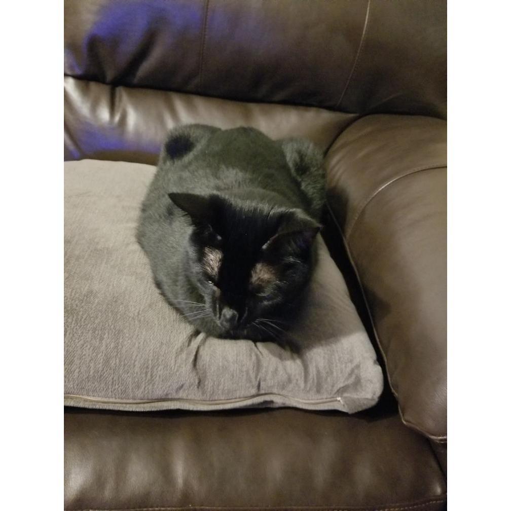 little loaf