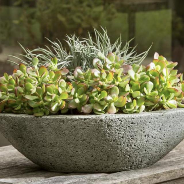 Amelie Planter
