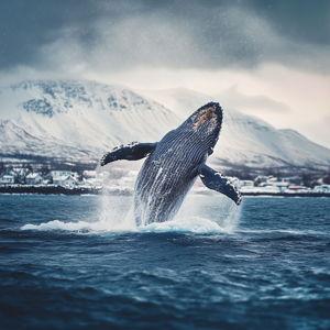 Honeymoon -Whale Watching