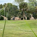 Busch Gardens Tampa Bay
