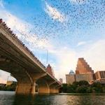 Congress Avenue Bridge Bats