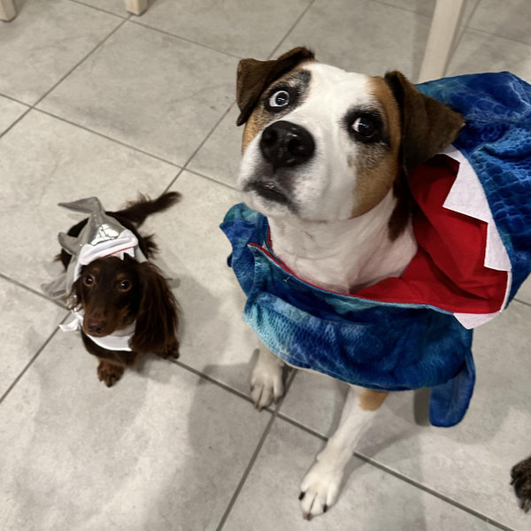 Year's Supply Of Dog Toys
