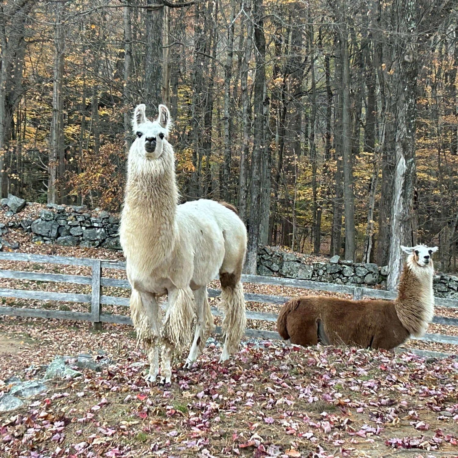 Victoria and Esther