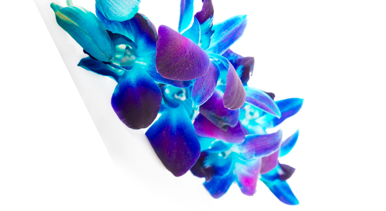 Footer image