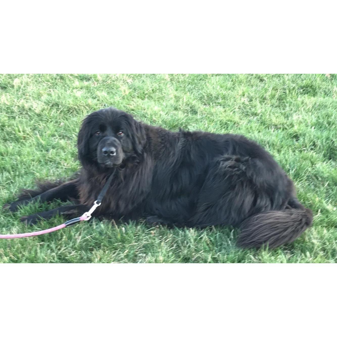 Maya bear enjoys rolling around in the grass outside!