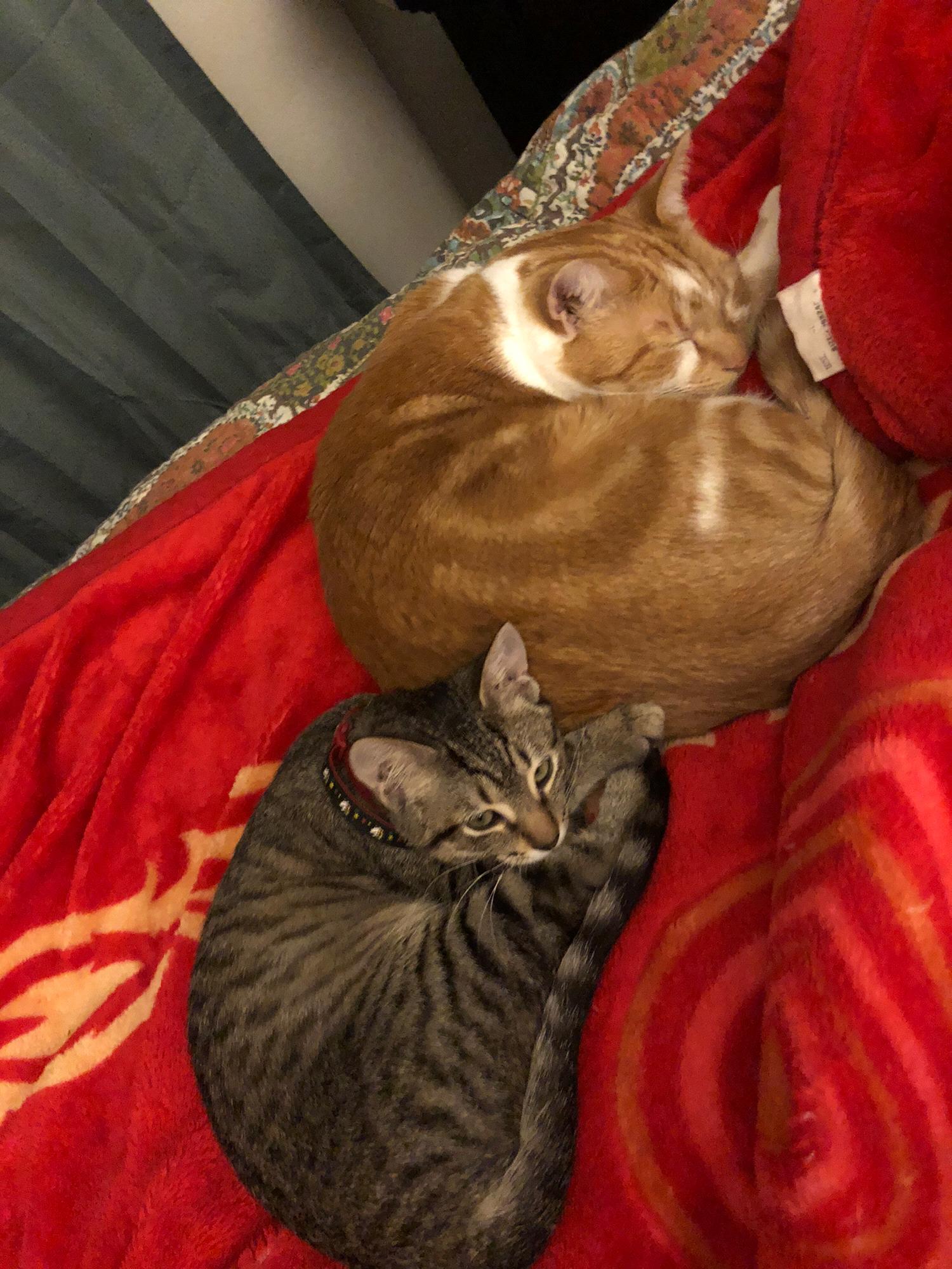 New (and reunited) family members! Welcome Herman and welcome back Cubano!