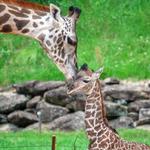 Greenville Zoo