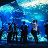 Shedd Aquarium