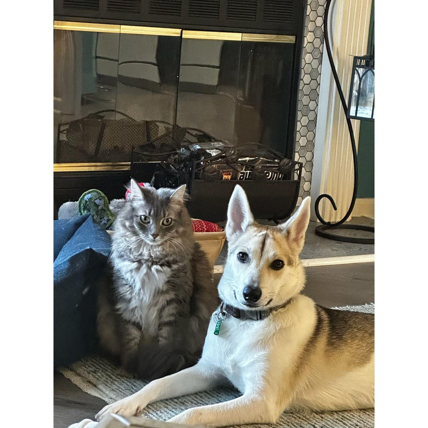 Our fur babies- Mouse & Finn