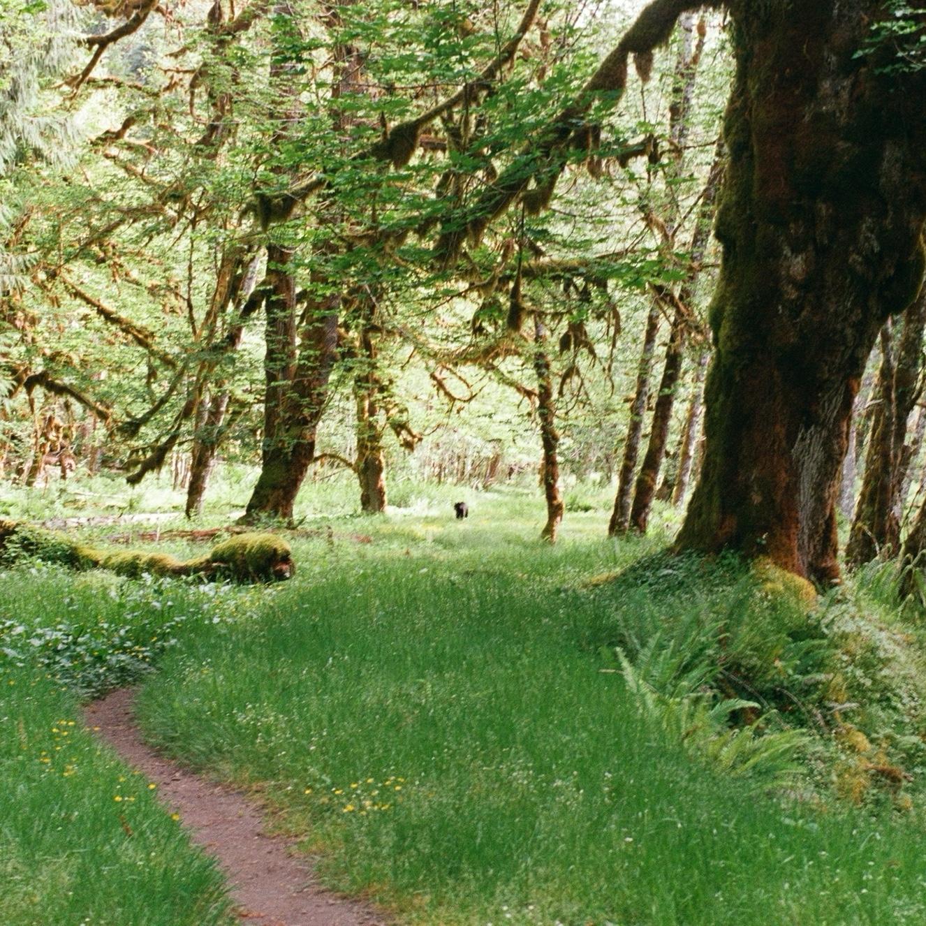 6/6/25 - Bear on the trail!