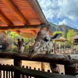 Cheyenne Mountain Zoo