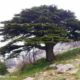 Cedars of God Bsharri