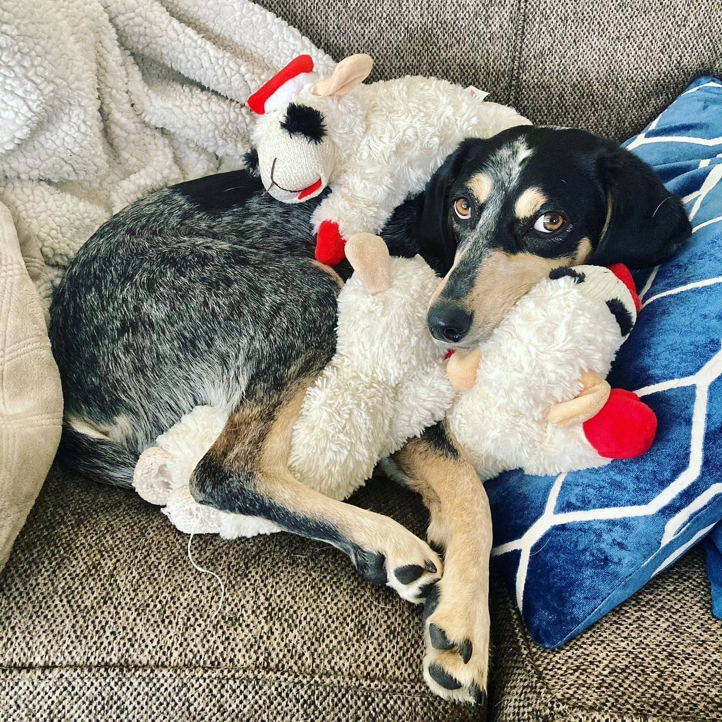 The sweetest angel and her army of lambies