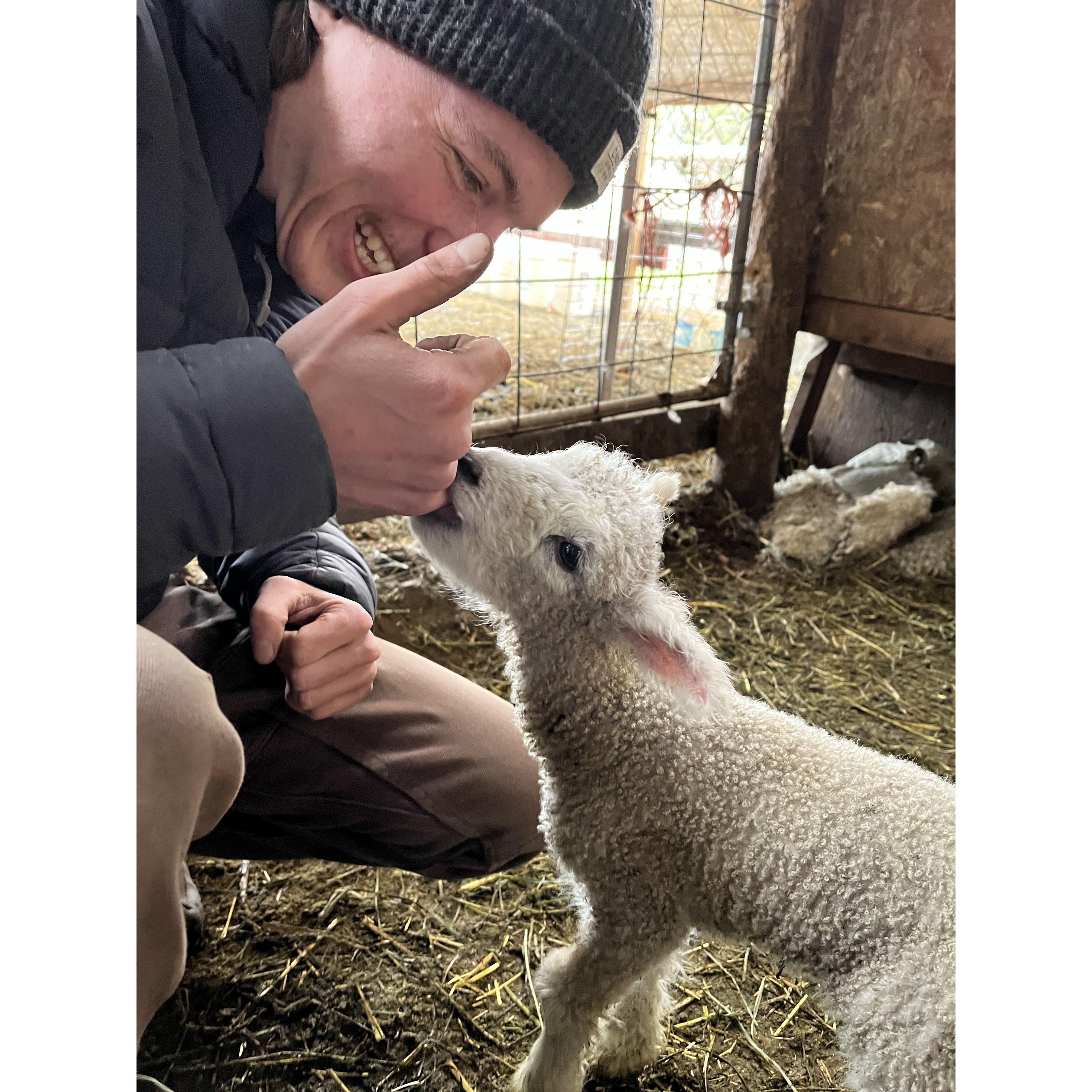 A day in the life working on the sheep farm