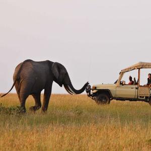 Game Drive