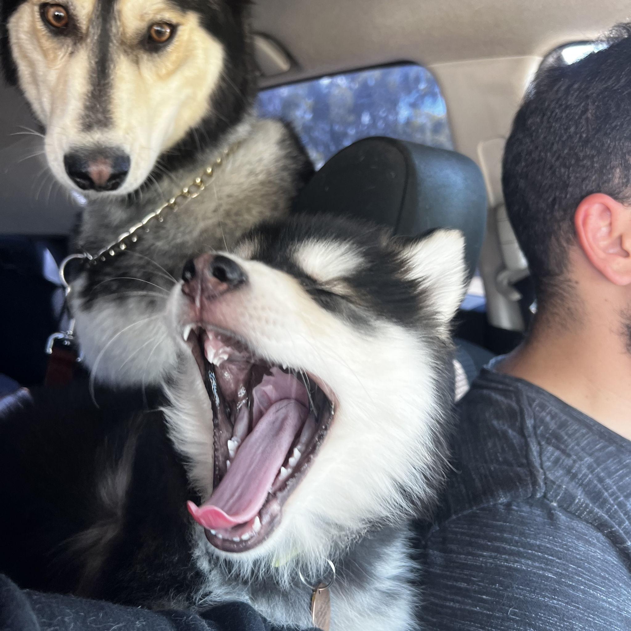 Clove freaking out Allie since day one