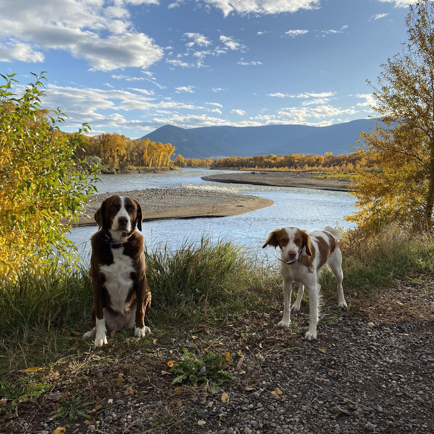 The Elk River (Yellowstone) in Fall