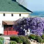 Graveyard Vineyards