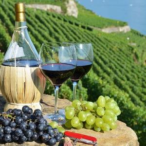 Wine Tasting in Tuscany (Honeymoon)