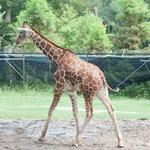 Audubon Zoo
