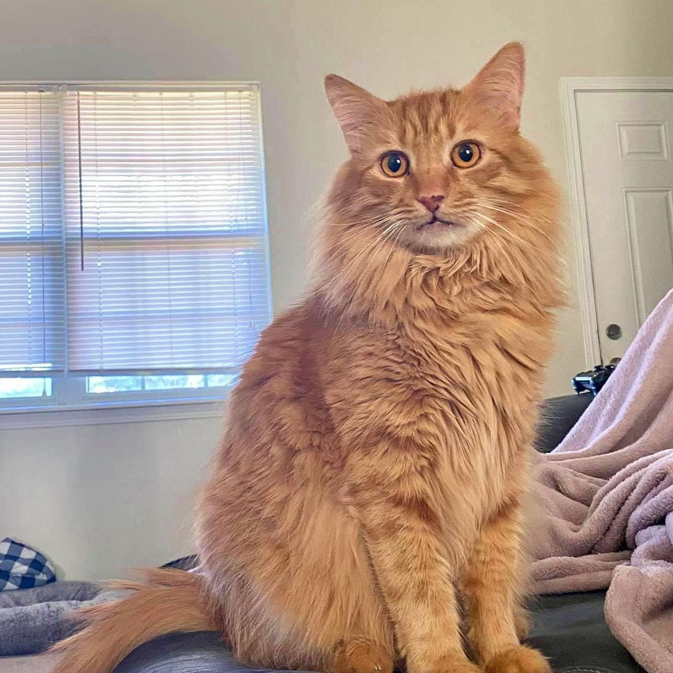 In loving memory of our sweet boy, Gerald.