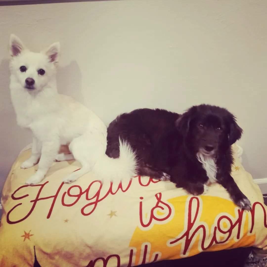 A royal portrait of the Bois