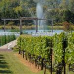 Old House Vineyards