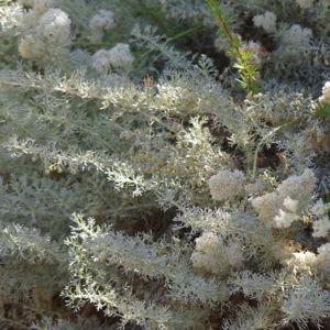 Trailing Sagebrush (3)