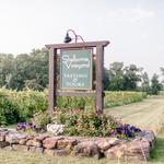 Shelburne Vineyard