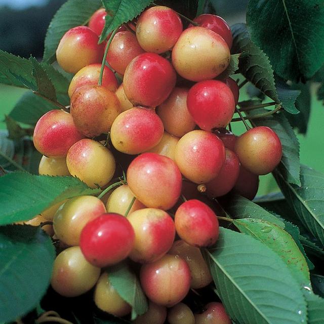 Napoleon Royal Ann Sweet Cherry Tree