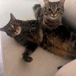 Otto & Athena’s Spoiled Cat Fund