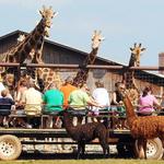 Lazy 5 Ranch