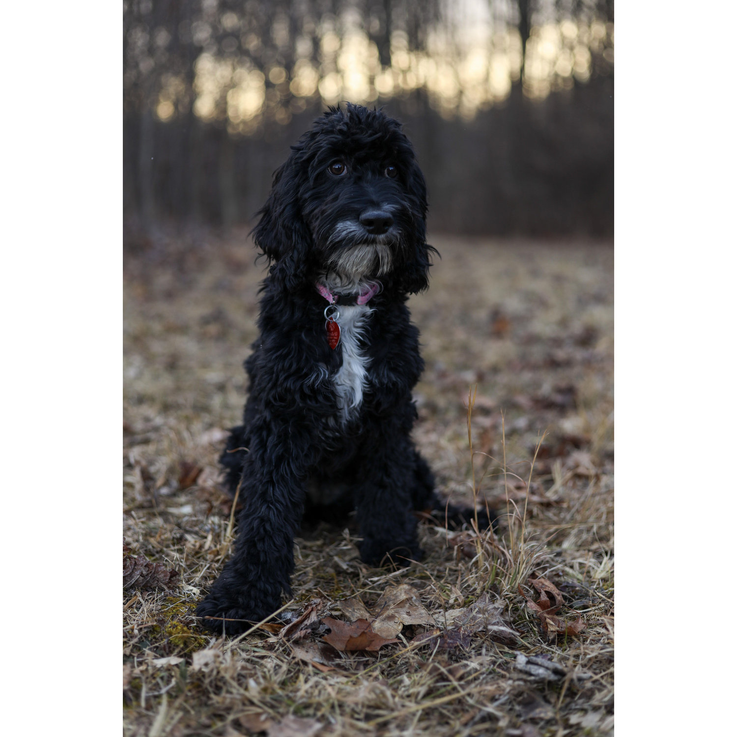 This is our dog Millie!