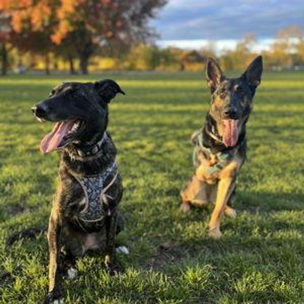 Happy Tails Fund