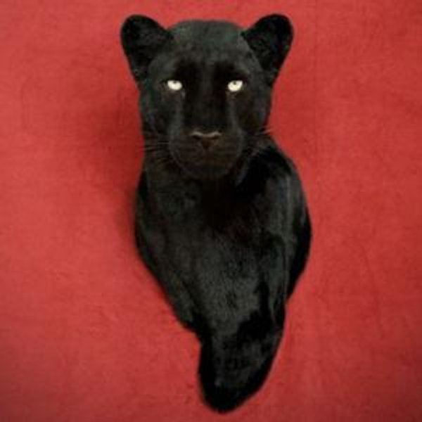 "Jason" Faux Taxidermy Panther Bust