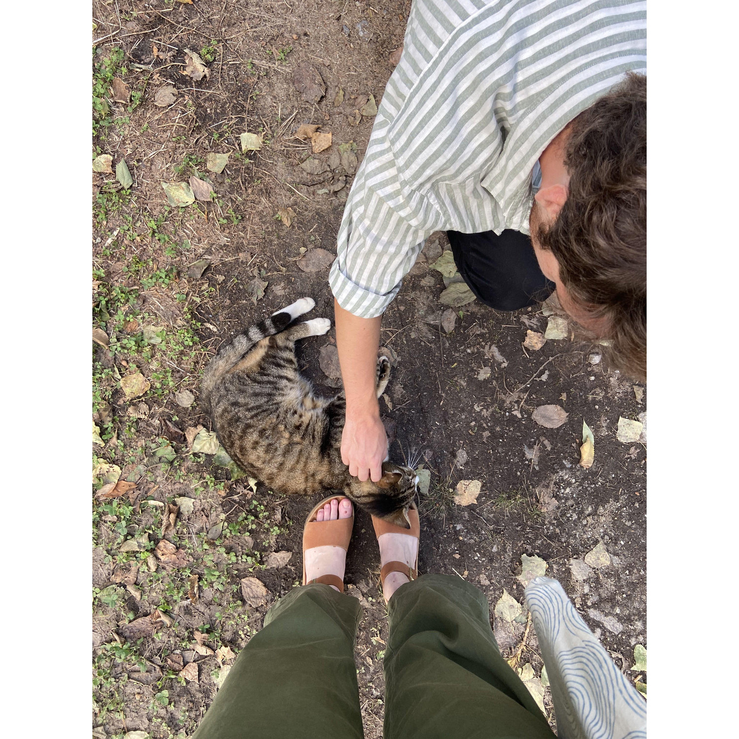Petting cats around the world.