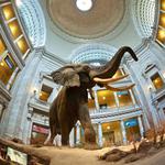 Smithsonian National Museum of Natural History
