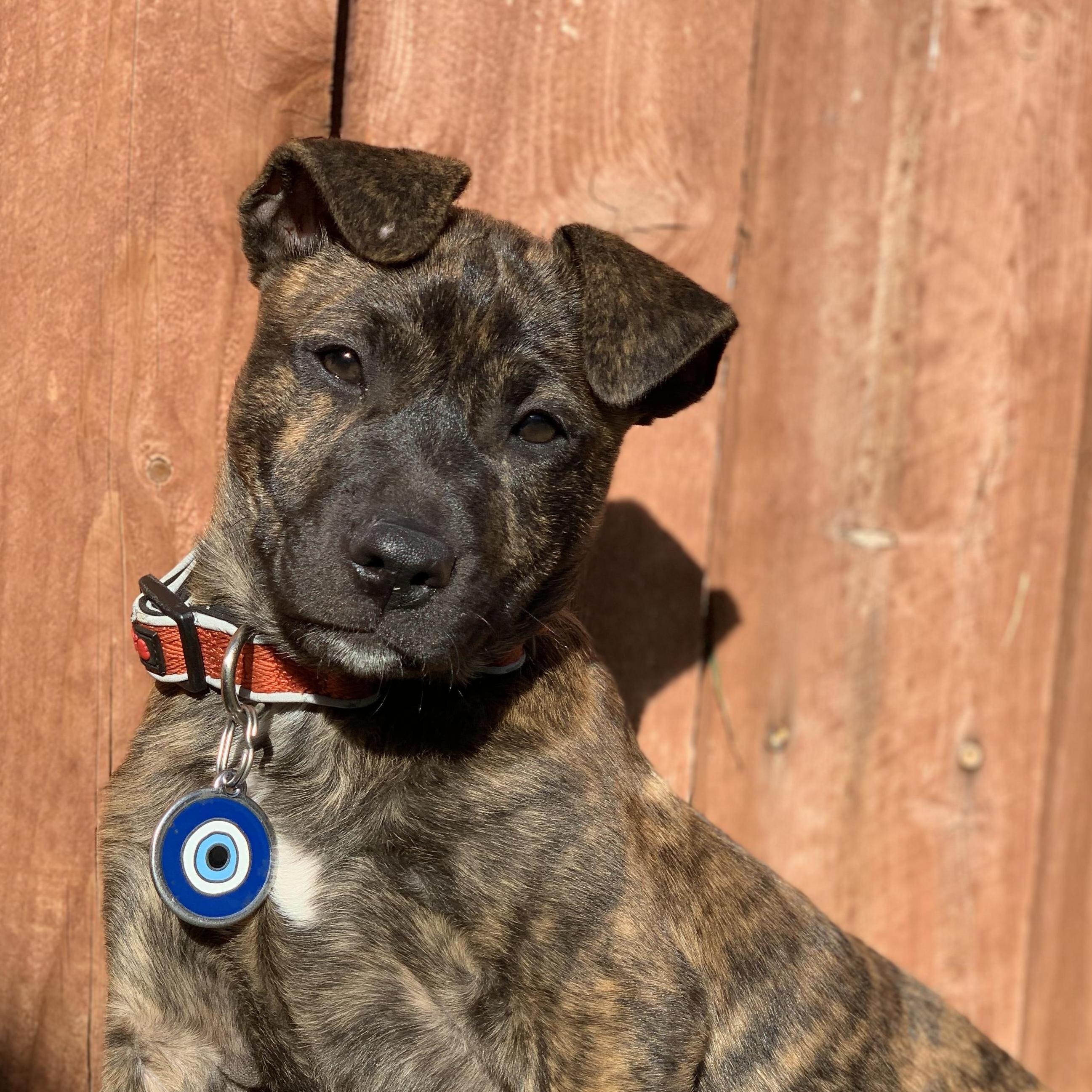 Our baby, Ahsoka Tano Gonzalez (2020)