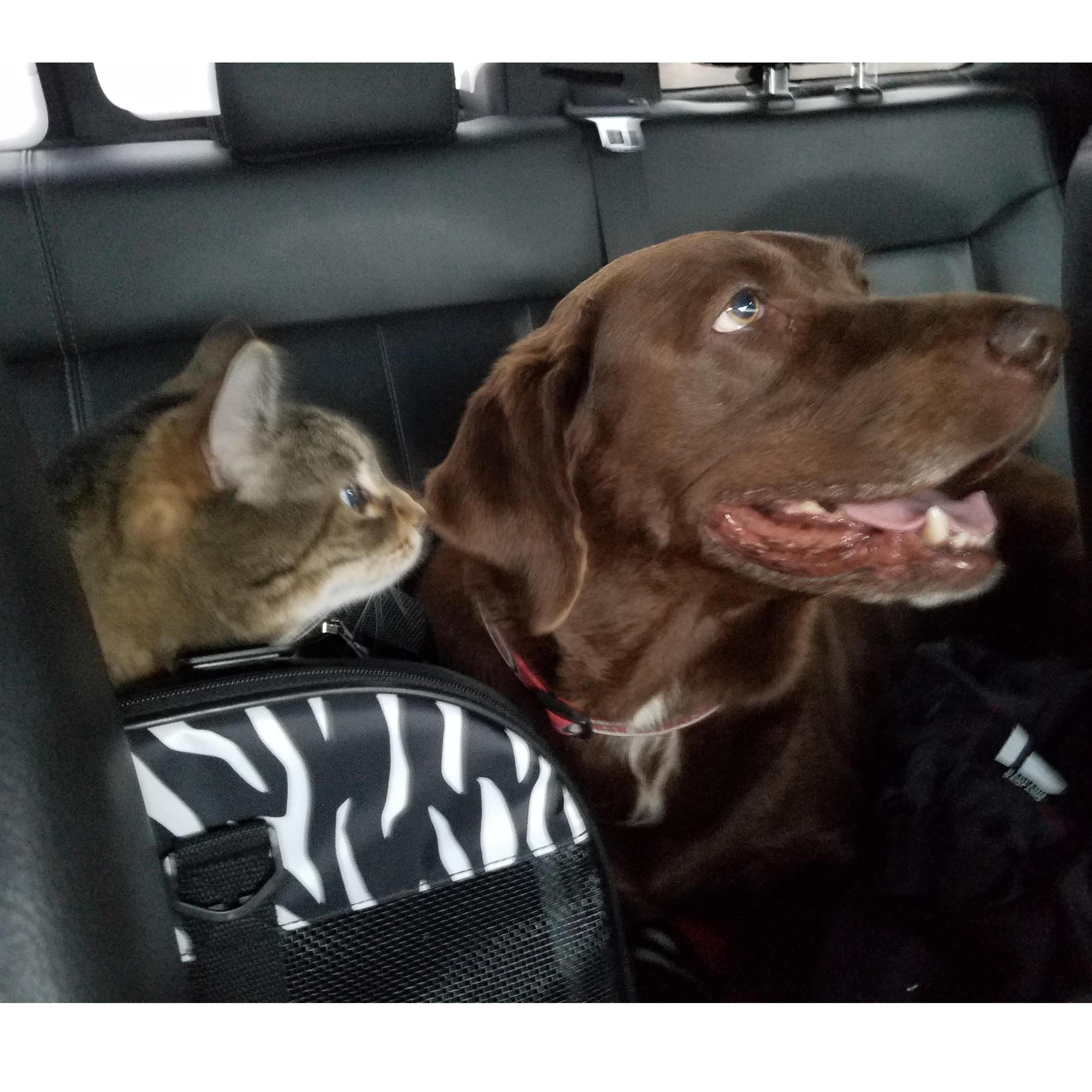 Chunk and Gus Gus get along surprisingly well! Unfortunately, they will be stuck in Florida for the wedding.
