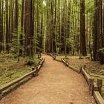 Armstrong Redwoods State Natural Reserve