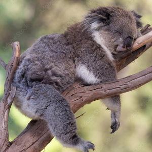 Lone Pine Koala Sanctuary-Brisbane