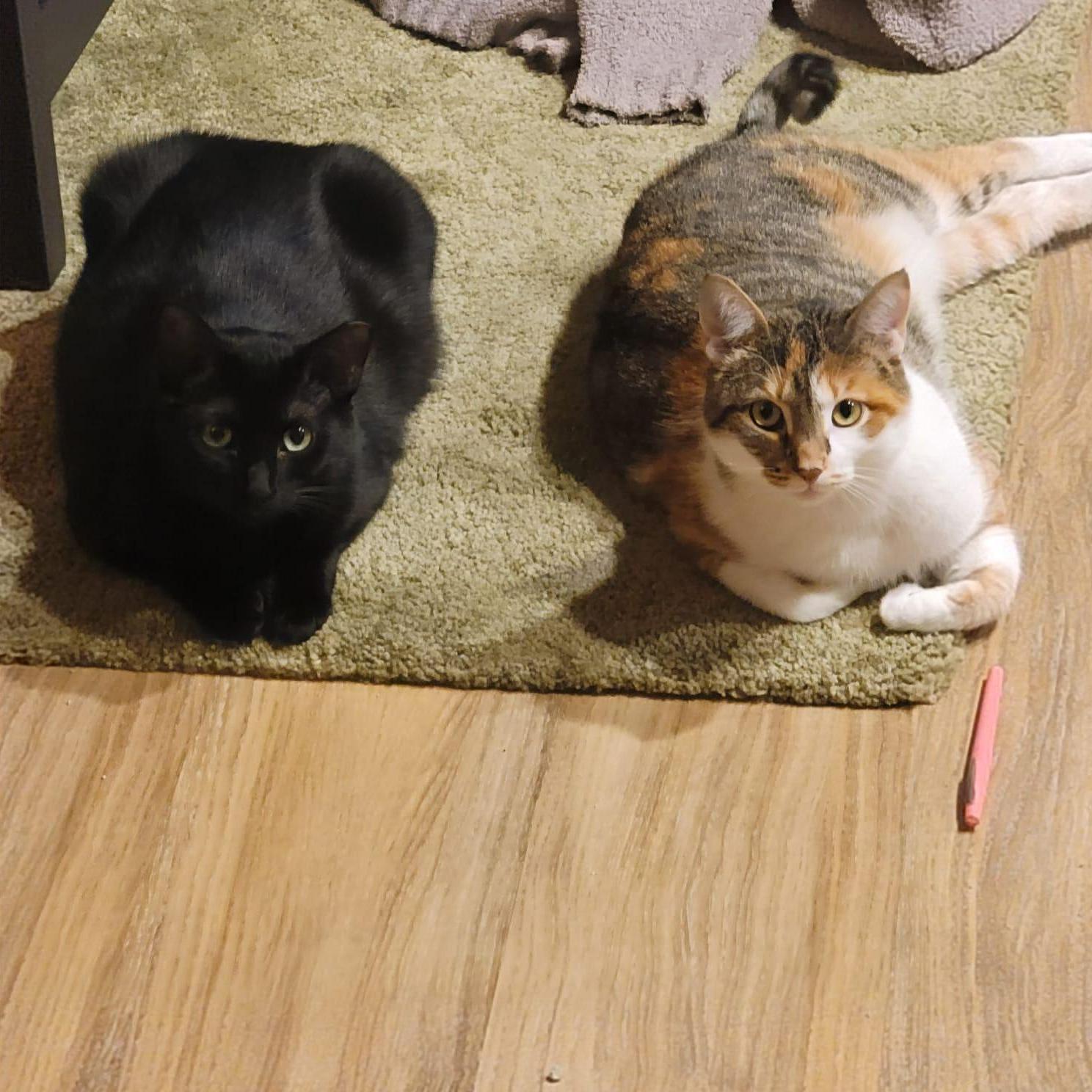 Our beautiful babies <3 Flora on the right, Michaelangelo on the left