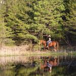 Horseback Riding in Daniel Boone National Forest