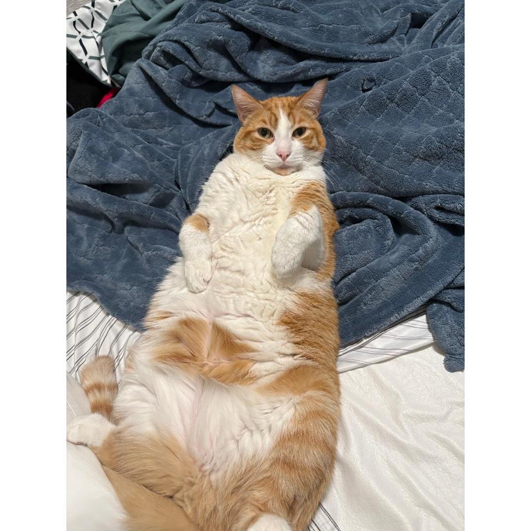 Our cat Henry!