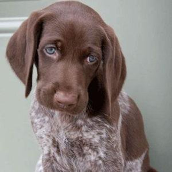 our PUPPY fund :)