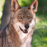 Colorado Wolf and Wildlife Center